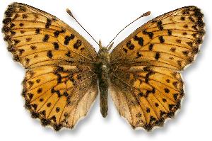 Boloria titania_samica.jpg