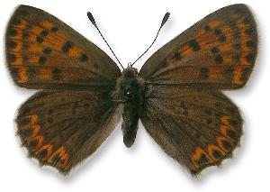 Lycaena tityrus - samica