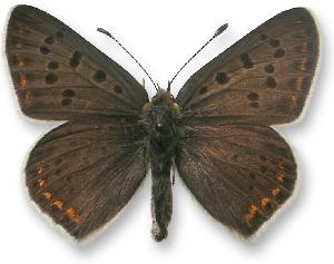 Lycaena tityrus - samiec