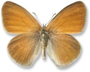 Coenonympha tullia_samiec.jpg