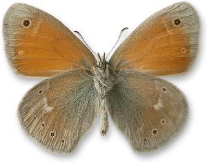 Coenonympha tullia_samiec_spod.jpg