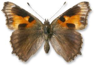 Aglais urticae_forma.jpg