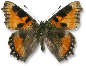 Aglais urticae_forma.jpg