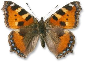 Aglais urticae_samica.jpg