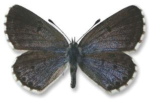 Pseudophilotes vicrama - samica