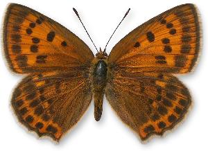 Lycaena virgaureae - samica