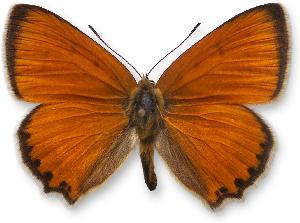 Lycaena virgaureae - samiec