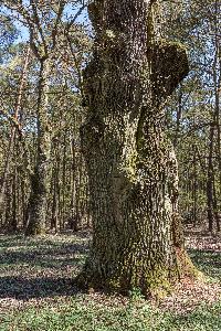 Puszcza Bieniszewska - rezerwat Bieniszew