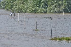 Toruń - powódź w maju i czerwcu 2010 r.