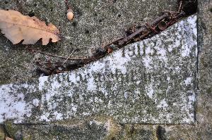 Wielka Nieszawka - cmentarz mennonicki